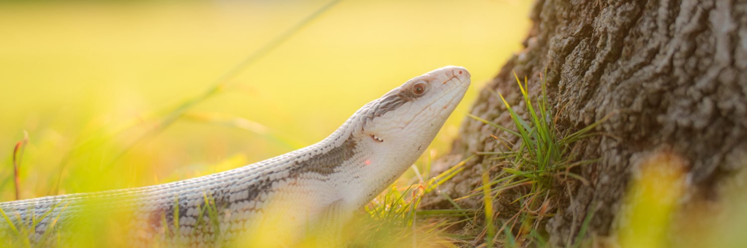 もふりっず|アオジタごはん|ナゴレプ banner