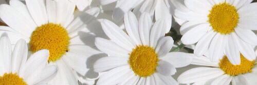 daan_sc's profile banner image