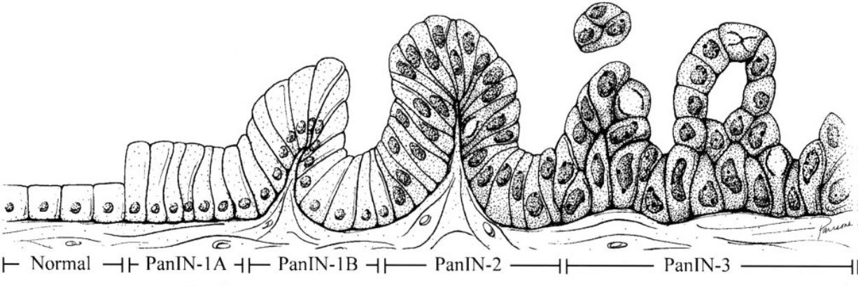 SANO Naoki, MD, Pathologist, Japan banner