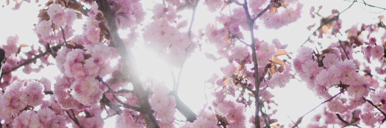 ashka334's profile banner image