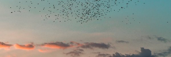 emilytolan Profile Banner