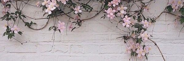 MsK0081's profile banner image