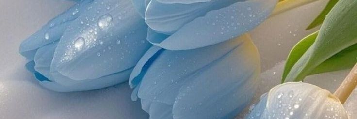 MUFU 🐺🐷💐 banner