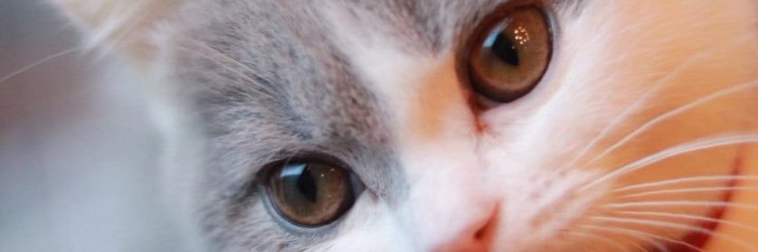teamCute_power's profile banner image