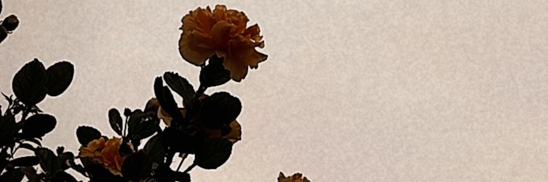 caammonteith's profile banner image