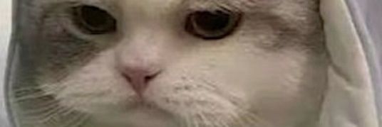 बिलार 😾 banner