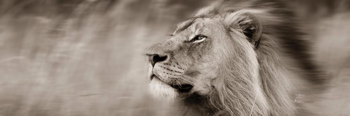 RamoneJCowert's profile banner image
