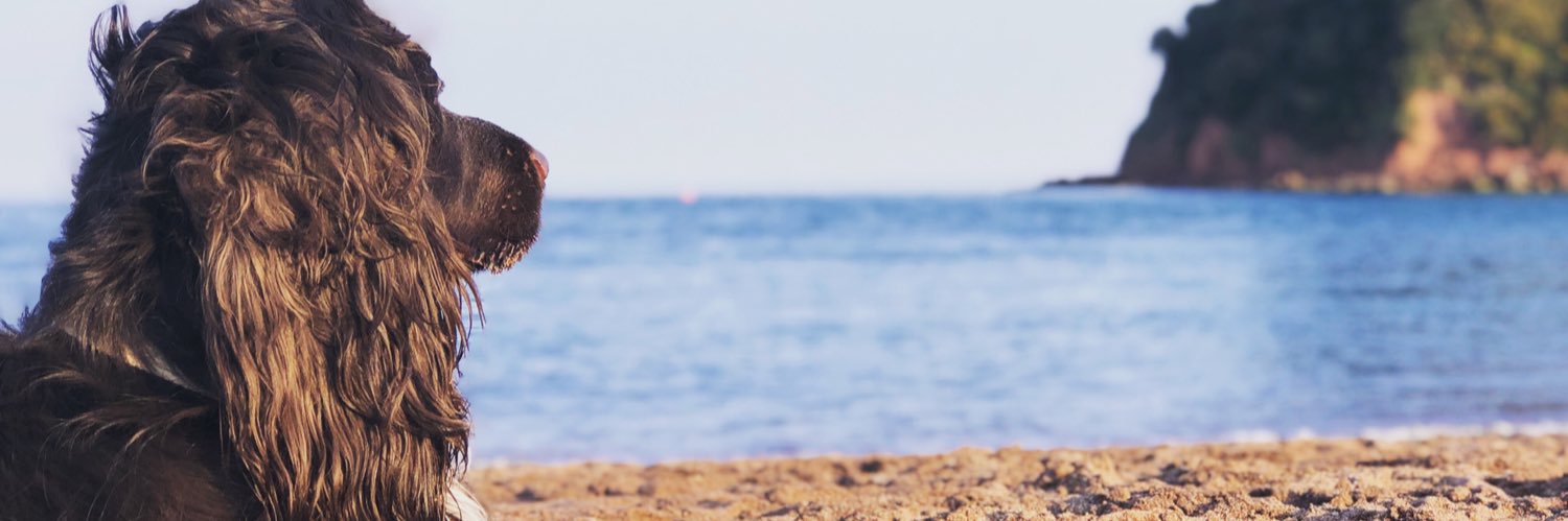 ohwellzoe's profile banner image