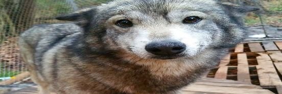 Beelphey's profile banner image