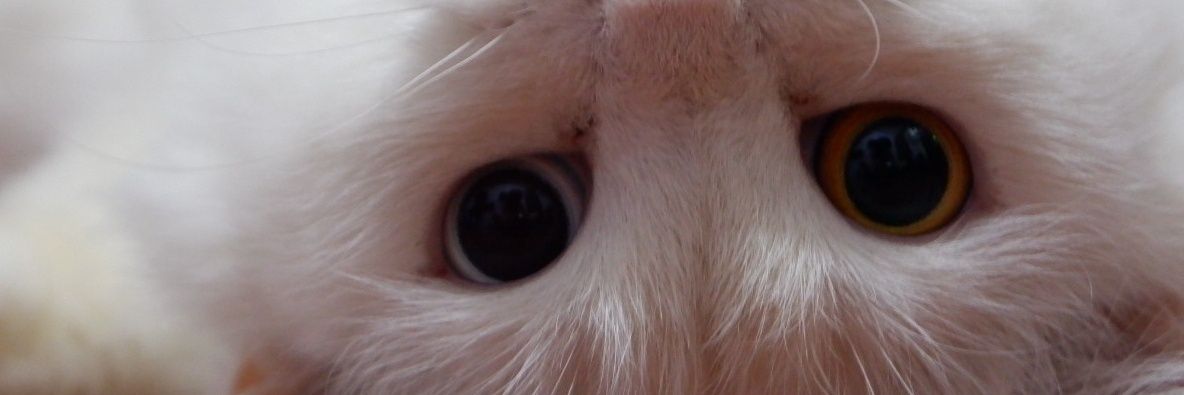 indisant's profile banner image