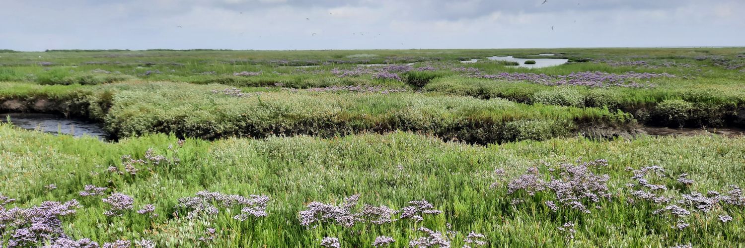 Lea van der Zee banner