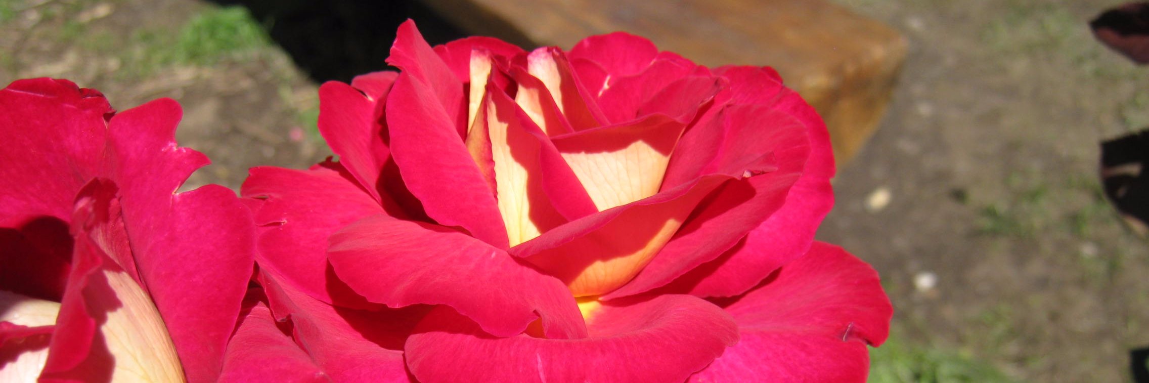 flormtg's profile banner image