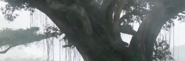 solaroof Profile Banner