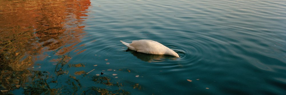 sasha arutyunova banner