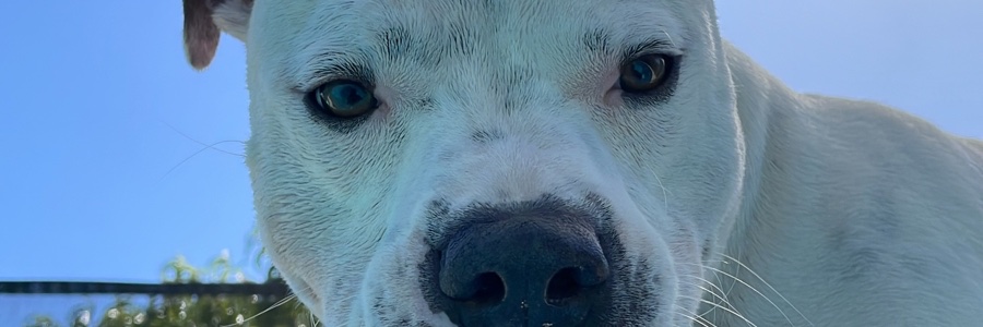 julirovea's profile banner image
