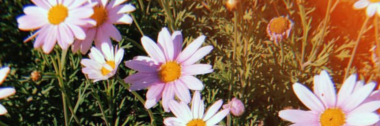 JaydenMcCollom's profile banner image