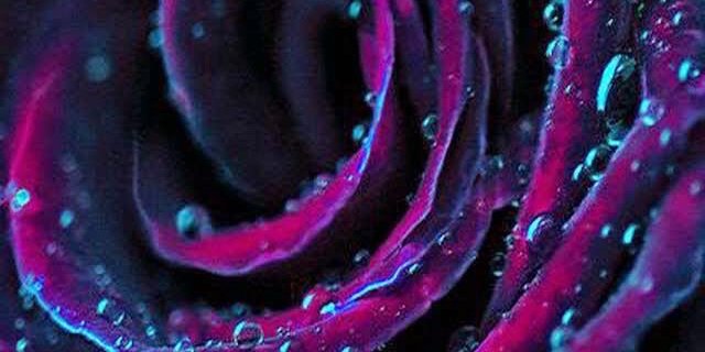 nekomeow's profile banner image
