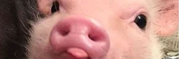 PaaliRose's profile banner image