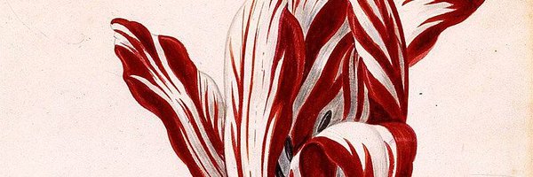 Tulipanmania Profile Banner