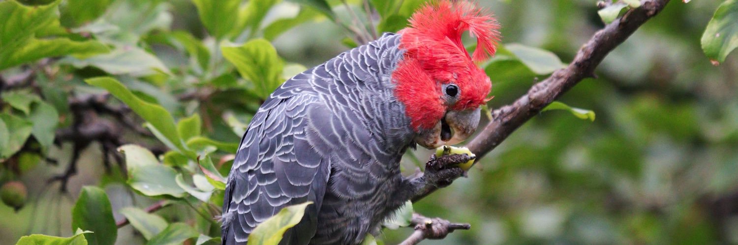 Noni (thats it) 🇦🇺🦢🪲🐝🦋 banner