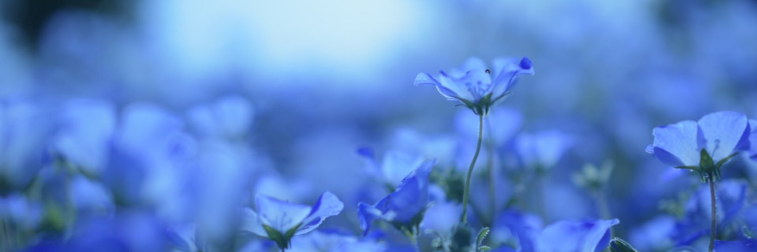 ShellyJun0830's profile banner image