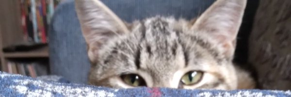Revolting_Pleb Profile Banner