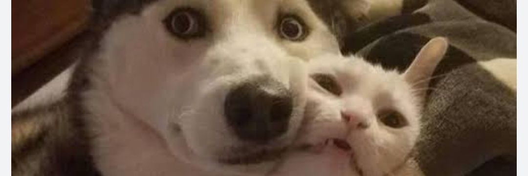 𝙇𝙞𝙜𝙝𝙩 ⭐💫 banner