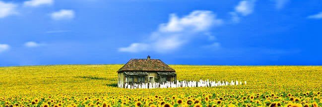 George Costanza 🌻 banner