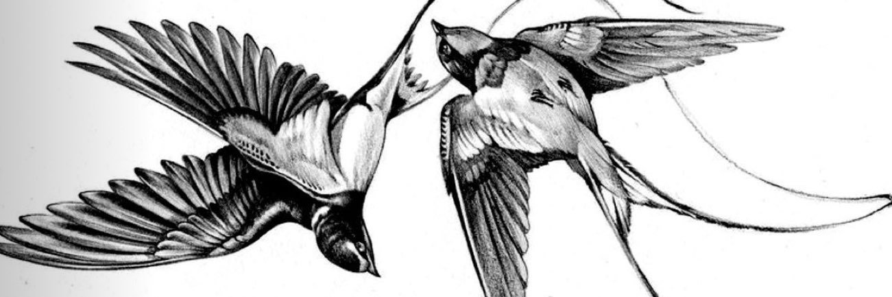 aurora ⋆𐙚₊˚⊹♡ banner