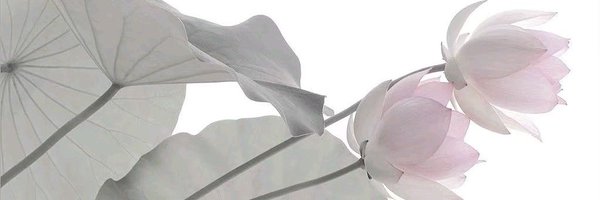miumelos Profile Banner