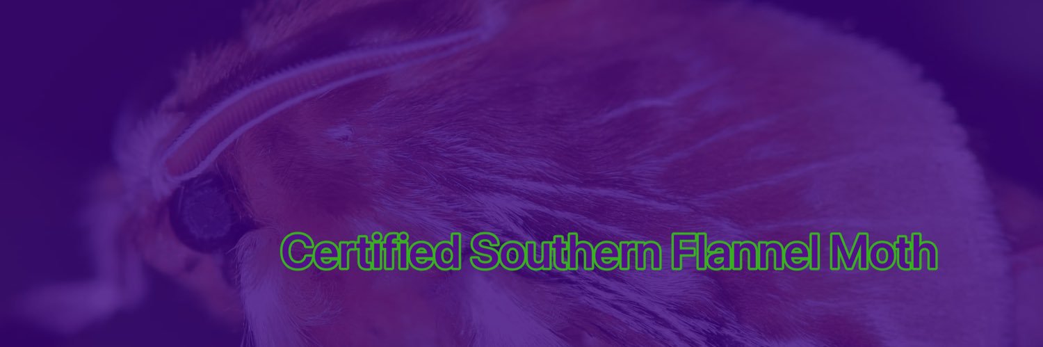 Quiver 𓆣 Moth banner