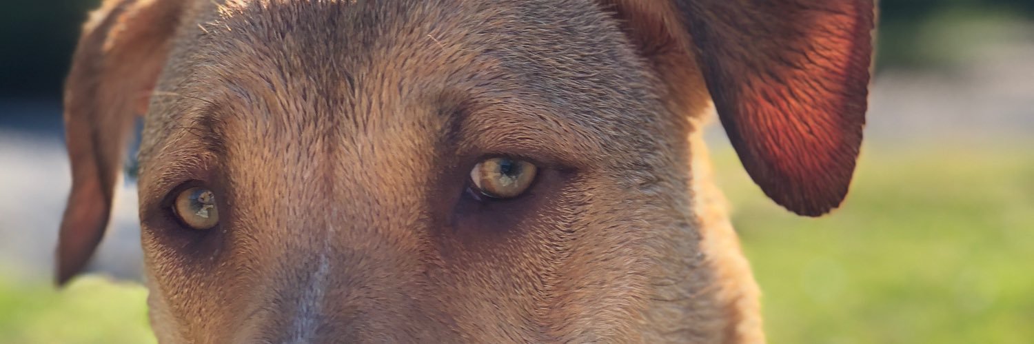 J_Rodgers4's profile banner image