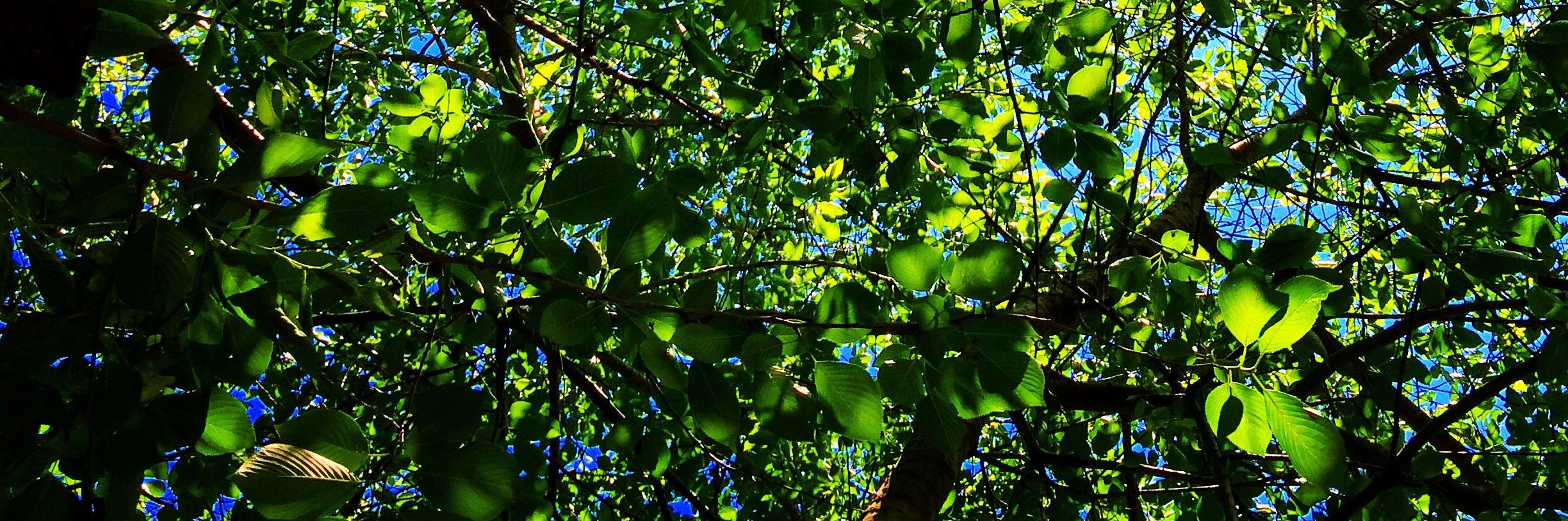 NidhiBerry's profile banner image