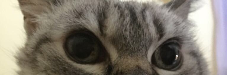 curculluca's profile banner image