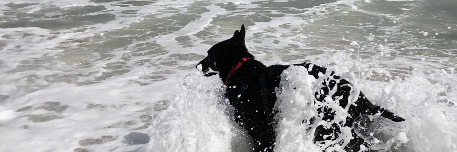 Rogan&Keira’s máthair 🐾🐾🏴‍☠️💀⛑🦇🏴󠁧󠁢󠁳󠁣󠁴󠁿 banner