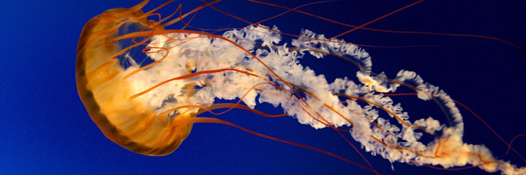 mslucas07's profile banner image