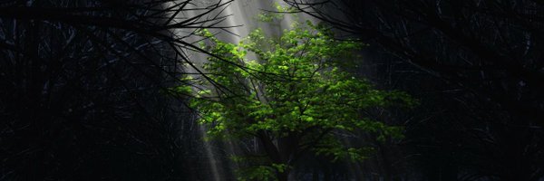 trevorforrest Profile Banner