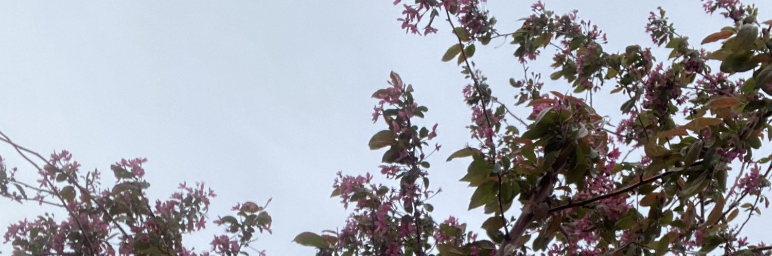 ponyboy banner