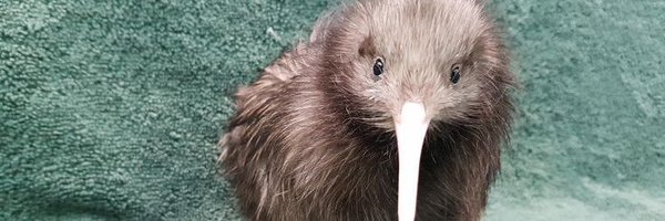 pilulyapill Profile Banner