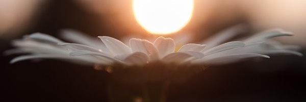 Galina banner