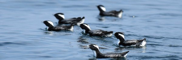 Jp_Murrelet_ Profile Banner