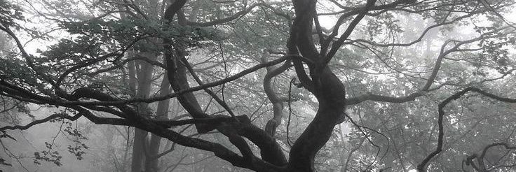 катёна banner