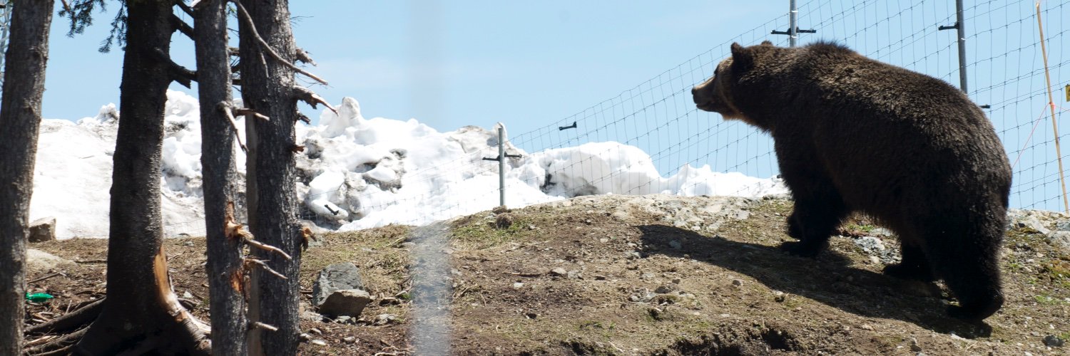 Tiger_1904's profile banner image