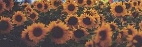 KaylaSosa's profile banner image