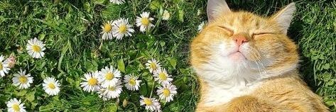 Travestybonissimaa banner