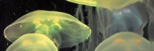 sunsetz_www Profile Banner