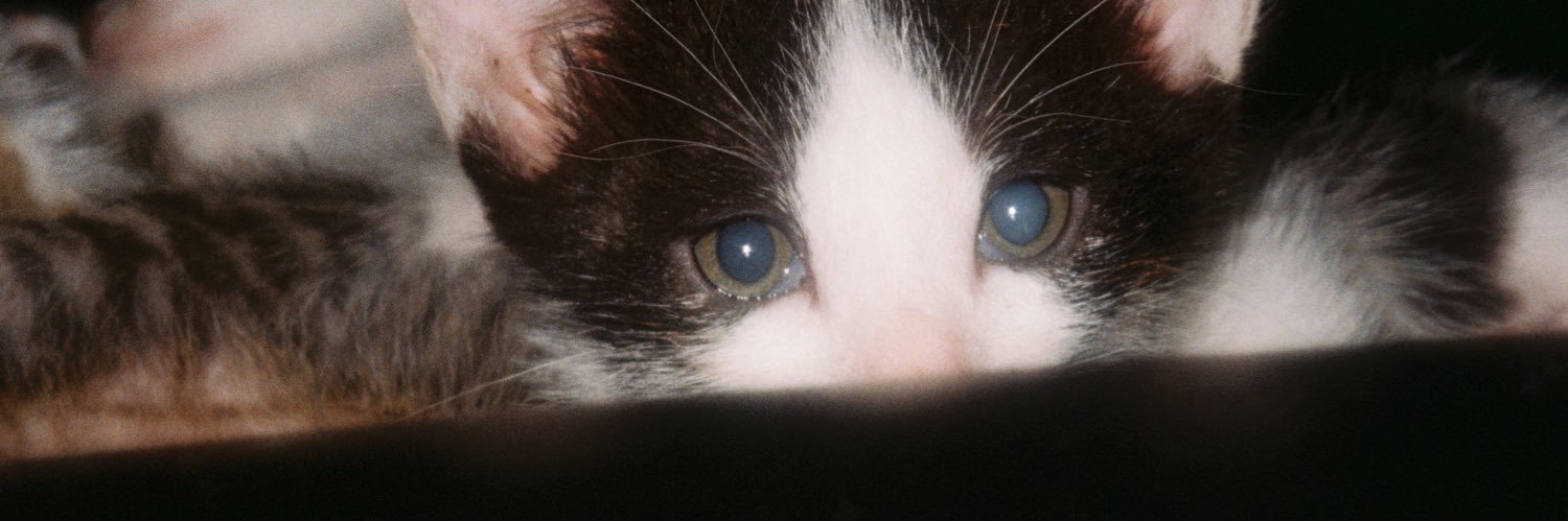 damnitjann's profile banner image