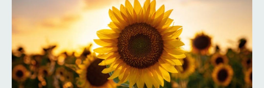 Steeler Fellarina 🇺🇦 banner