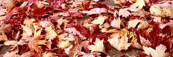 towhey Profile Banner