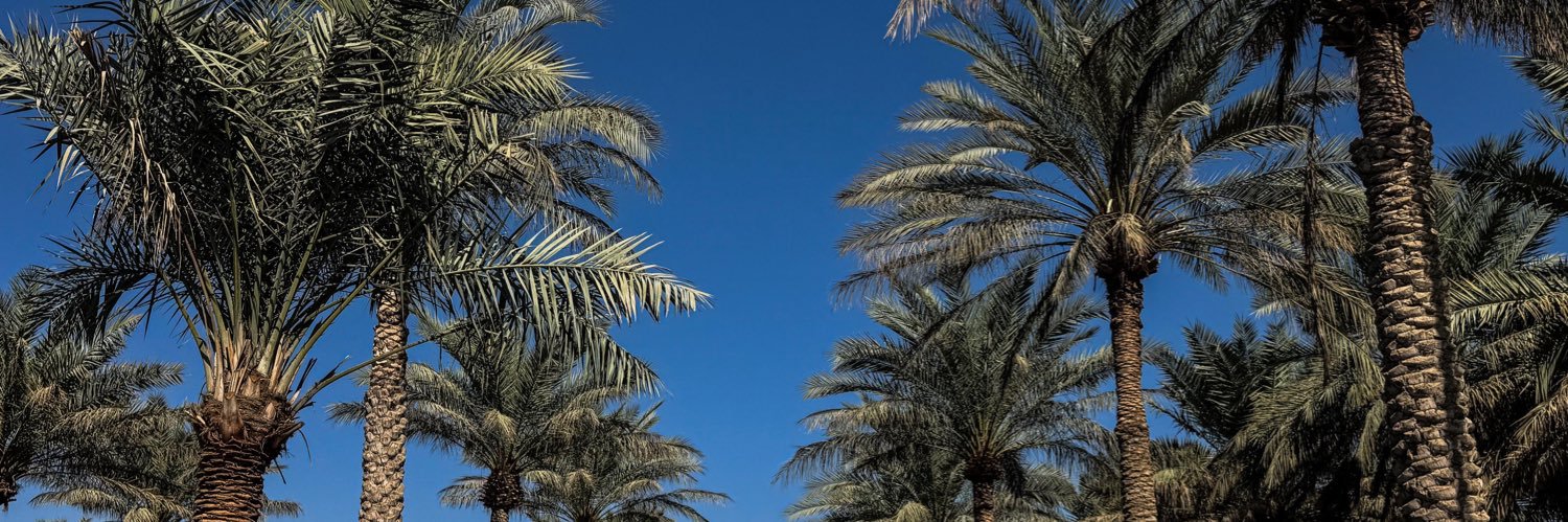 N🌴 banner